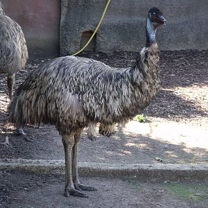 Emu