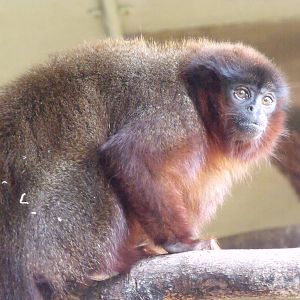 Red titi monkey