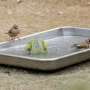 Water in the Desert House
