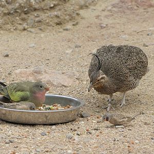 Food in the Desert House