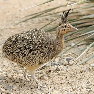 Elegant crested tinamou