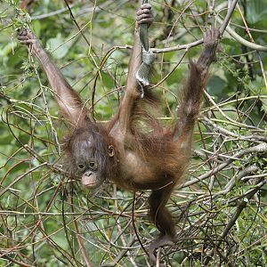 Bornean orang infant 'Natalia'
