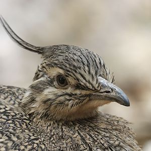 Elegant crested tinamou close-up