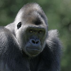 Western gorilla 'Kivu' posing