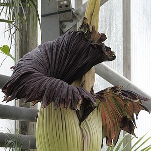 Titan arum flower