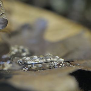 Malagasy mantella spawn