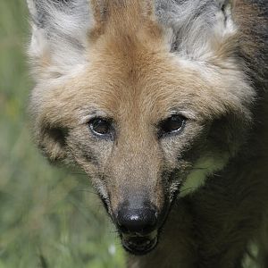 Maned wolf