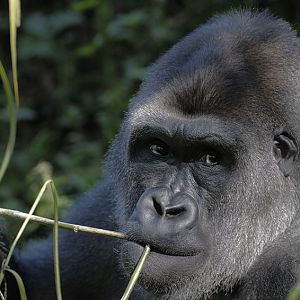 Western gorilla 'Kivu' feeding