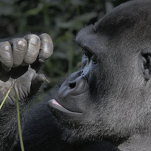 Western gorilla 'Kivu' spots a splinter