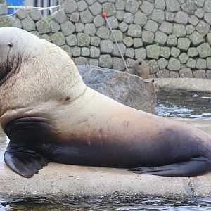 Steller Sea Lion (Eumetopias jubatus), ad. male, June 2015