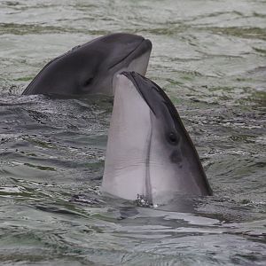 Harbour Porpoises ( Phocoena phocoena); June 2015