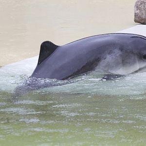 Harbour Porpoise ( Phocoena phocoena); June 2015