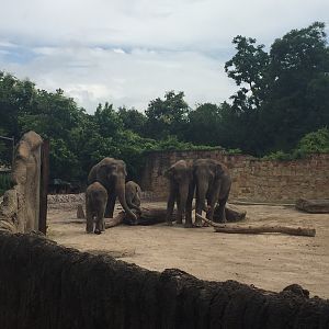 Asian Elephant Exhibit
