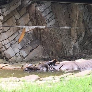 Indian Rhinoceros Exhibit