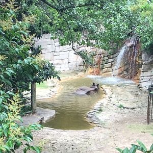 Indian Rhinoceros Exhibit