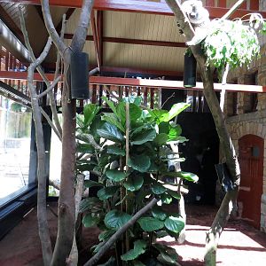 First koala enclosure, June 2015