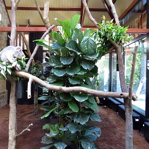 Second koala enclosure, June 2015