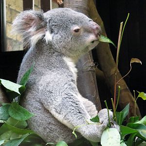 Koala, June 2015