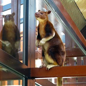 Goodfellow's tree kangaroo, June 2015