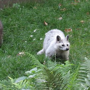 Dommel the white raccoon, June 2015
