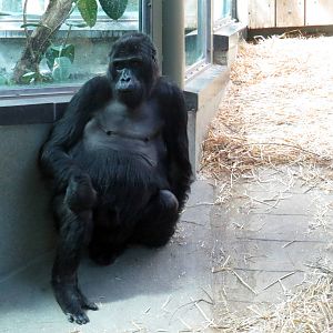 Victoria - Eastern lowland gorilla, June 2015