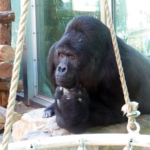 Amahoro - Eastern (lowland) gorilla, June 2015