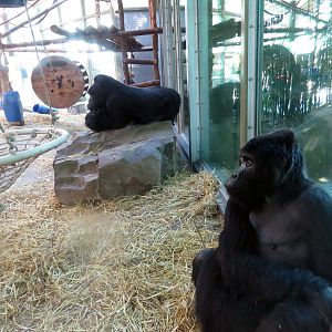 Eastern gorillas, June 2015