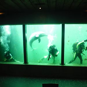 Cleaning the Dolphin Windows