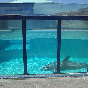 Rif swimming in Morgan's Old Pool
