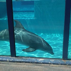 Rif swimming in Morgan's old pool.