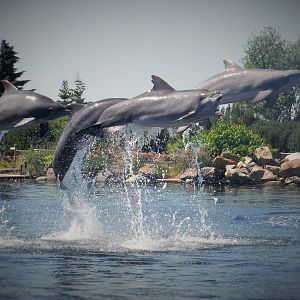 Dolphin Group Jump
