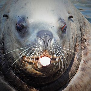 Male Steller Sea Lion Adak