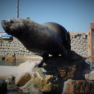 Male Steller Sea Lion Adak