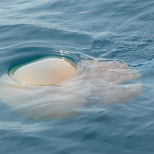 Barrel jellyfish