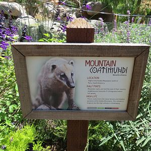 Mountain Coatimundi Exhibit Sign