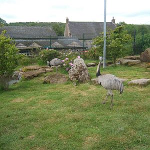 Greater Rhea`s