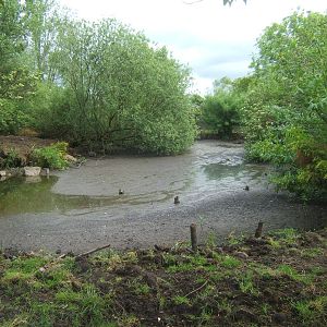 View of Visayan Warty Pig enclosure