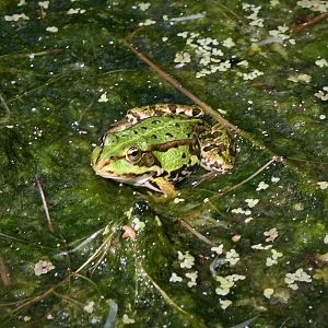 Frog/Toad ID
