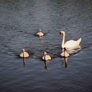 Mute Swan and Young