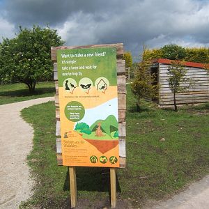 How to have a close encounter with a Wallaby
