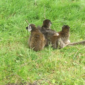 Male White-fronted and 2 Hybrid Brown Lemur females