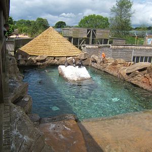 Penguin pool
