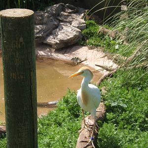 Cattle Egret