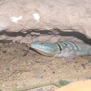 Baja Blue Rock Lizard (Petrosaurus thalaassinus)