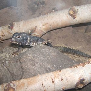 Dab Lizard (Uromastyx dispar)