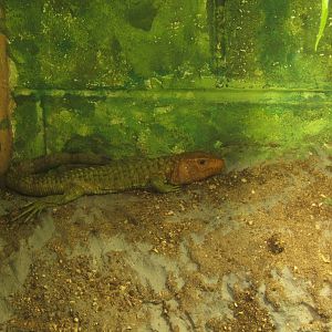 Caiman Lizard