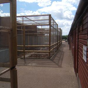 New Owl aviarys to house World Owl Trust Owls