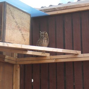 Pharohs Eagle Owl (Bubo ascalaphus)