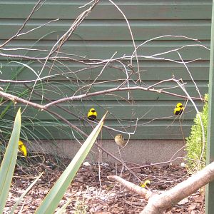 Yellow Crowned Bishop (Euplectus afer)