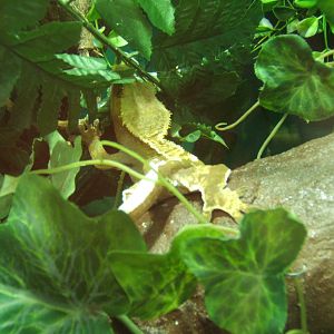 Crested Gecko (Correlophus ciliatus)